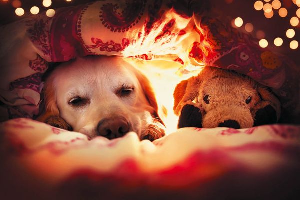 Acrylglasbild "Beste Freunde unter einer Decke"