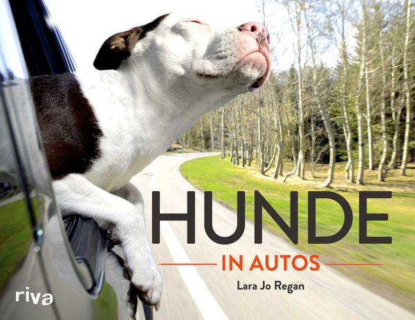 Hunde in Autos