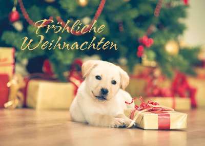 Weihnachts-Hundehalstücher – 2er Set Karo-Schals Für Hunde & Katzen | Verstellbar, Waschbar, Für Kleine Bis Große Haustiere