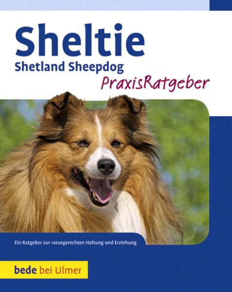 Sheltie. Shetland Sheepdog